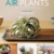 Air Plants: The Curious World of Tillandsias - 1