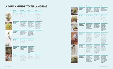 Air Plants: The Curious World of Tillandsias - 8
