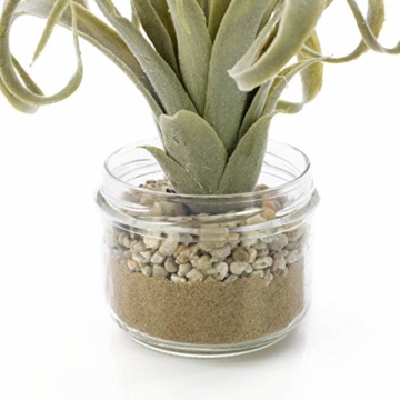artplants.de Künstliche Tillandsia Cites RAJA im Glas, grau - grün, 16cm - Kunstpflanze - 3