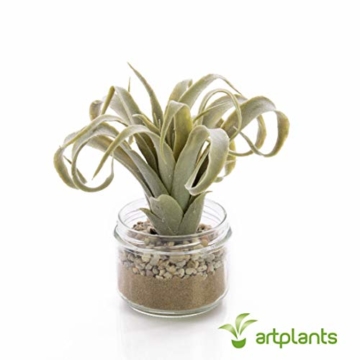 artplants.de Künstliche Tillandsia Cites RAJA im Glas, grau - grün, 16cm - Kunstpflanze - 4
