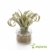 artplants.de Künstliche Tillandsia Cites RAJA im Glas, grau - grün, 16cm - Kunstpflanze - 4