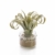 artplants.de Künstliche Tillandsia Cites RAJA im Glas, grau - grün, 16cm - Kunstpflanze - 1
