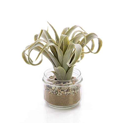 artplants.de Set 3 RAJA im grün, Kunstpflanze grau - TILLANDSIEN Tillandsia Glas, 16cm PORTAL - Künstliche Cites - x