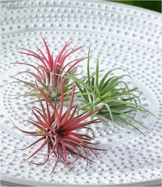 BALDUR-Garten Tillandsien Mix, 3 Pflanzen Deko Pflanzen Airplants Luftpflanzen - 1