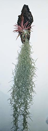 Groß cm Spanische Moos Terrarium Tillandsia Usneoides " Pflanze - 1