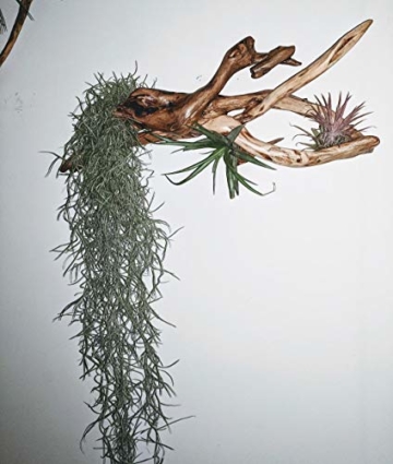 Groß cm Spanische Moos Terrarium Tillandsia Usneoides 