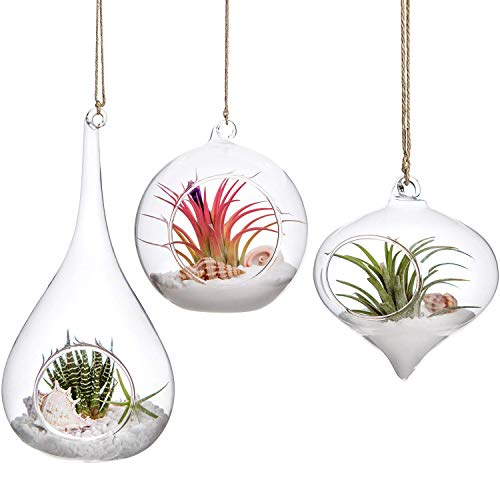 Hängendes Glas-Terrarium 10cm - Für Sukkulenten Und Luftpflanzen
