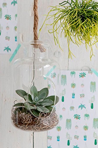 NaDeco Pflanzenglas Deko Flasche zum Hängen h. 21cm Ø12cm Glasvase zum Aufhängen Pflanzen Halterung Pflanzen Terrarium Sukkulenten Glas Pflanzgefäß zum Aufhängen Tillandsia Glas - 2