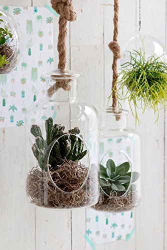 NaDeco Pflanzenglas Deko Flasche zum Hängen h. 21cm Ø12cm Glasvase zum Aufhängen Pflanzen Halterung Pflanzen Terrarium Sukkulenten Glas Pflanzgefäß zum Aufhängen Tillandsia Glas - 3