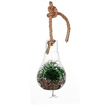 NaDeco Pflanzenglas Glühbirne zum Hängen h. 21cm Ø11cm Glasvase zum Aufhängen Pflanzen Halterung Pflanzen Terrarium Sukkulenten Glas Pflanzgefäß zum Aufhängen Tillandsia Glas - 2