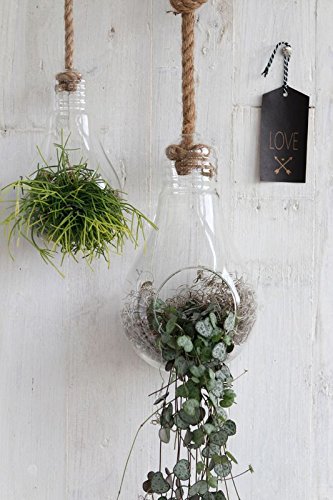 NaDeco Pflanzenglas Glühbirne zum Hängen h. 21cm Ø11cm Glasvase zum Aufhängen Pflanzen Halterung Pflanzen Terrarium Sukkulenten Glas Pflanzgefäß zum Aufhängen Tillandsia Glas - 3