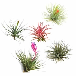 Plant in a Box – 5er Mix Tillandsien Luftpflanzen – Tillandsia Zimmerpflanzen – Höhe 5-10cm - 1