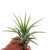 Plant in a Box – 5er Mix Tillandsien Luftpflanzen – Tillandsia Zimmerpflanzen – Höhe 5-10cm - 4