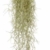 " Spanische Moos Terrarium Tillandsia Usneoides " Pflanze - 1