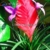 50 HOT SALE Tillandsien Cyanea Samen Getopfte Blumensamen violett Chinesische Rare Bonsai Dekoration für Home & Garden Shown In Desc farblos - 2