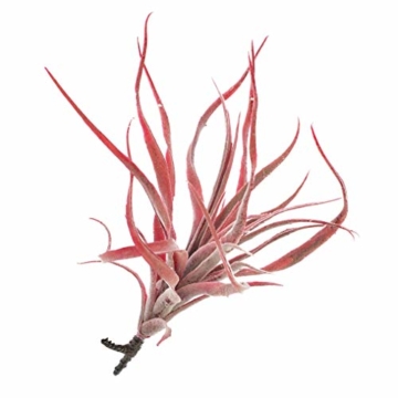 artplants.de Künstliche Tillandsia Stricta Kimmy, rot, 25cm - Kunstpflanze - 1