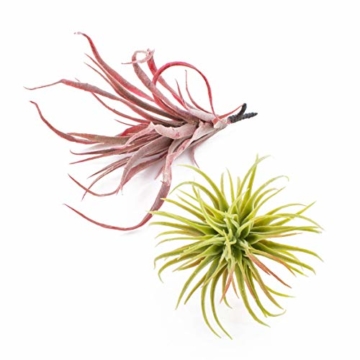 artplants.de Künstliche Tillandsia Stricta Kimmy, rot, 25cm - Kunstpflanze - 4