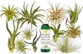 FERRY Bio-Saatgut Nicht nur Pflanzen: 11 Rare Air Tillandsien mit Flasche Bio-Lebensmittel - 1