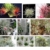 good01 100 Stücke Seltene Tillandsia Pflanzen Samen | Sortierte Lonantha-Luftpflanzen Für Garten-Schönheits-Dekoration - 2