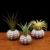 Sweo Samen-Töpfe, Seeigel-Pflanzen, Blumentopf, Tischplatte, Tillandsien-Halter, Miniatur-Gartendekoration - 7