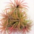 Tillandsia Ionantha 'Rot' Luft Pflanze X 3 - 1