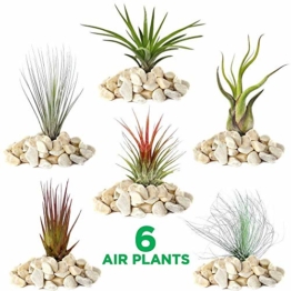 Tillandsia Mix – 6 Pflanzen – Zimmer-Luftpflanze für Terrarium - 1